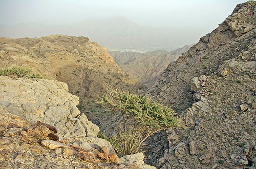 im Tal: Al Hala (UAE)