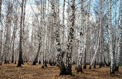 Westsibirien: Birkenwälder  überall...