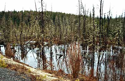 Taiga östlich Omsk, Sibirien