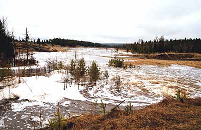 Taiga nach der Schneeschmelze