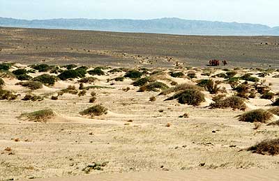 Kamelgruppe im Nemegt-Tal, Südgobi, Mongolei