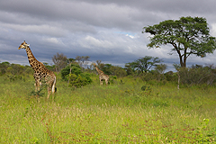 Botswana: Giraffen am Wegesrand