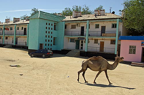 Verirrtes Kamel in Beynew
