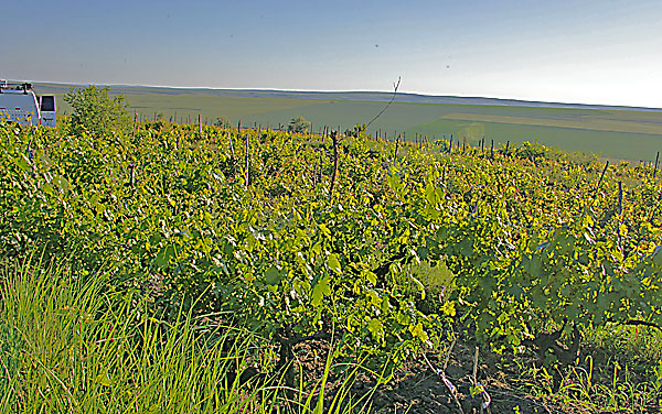 Weinberge in Moldawien