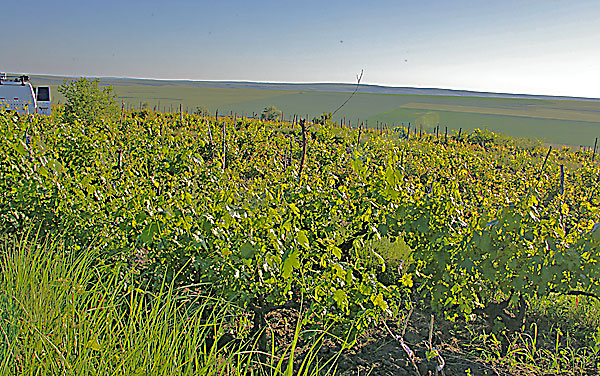 Weinberge in Moldawien