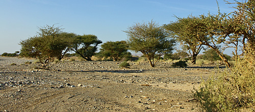 Wadi mit Akazien