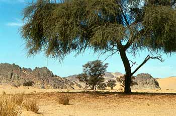 Vegetation im Karkur Talh